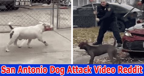 in the 2800. . San antonio dog attack video reddit